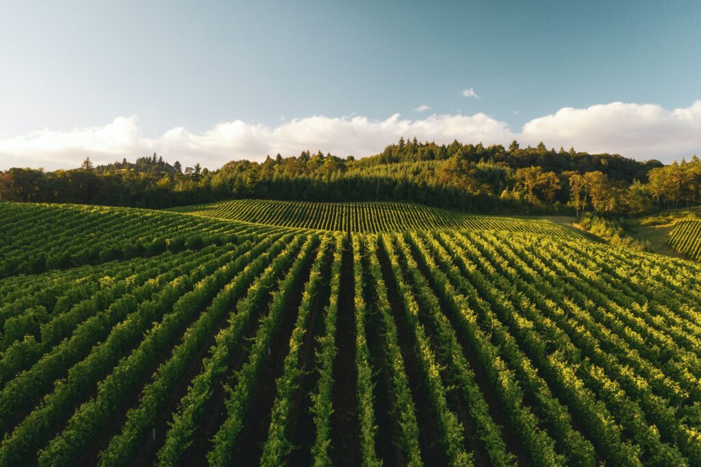 Willamette Valley Wine Country